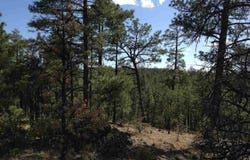 2281 S Bristlecone Drive, Show Low, AZ 85901