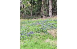 FM 3371 Fm-3371 Path, Thornton, TX 76687