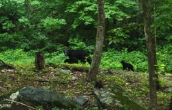 1235 Ski Mountain Rd, Gatlinburg, TN 37738