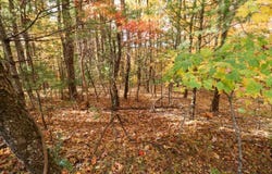 Lot 116 Old Hollow Trail, Fancy Gap, VA 24328
