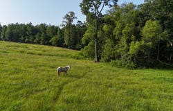 TBD Hillman Rd., Grayson, LA 71435