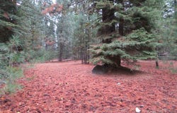 740 Feather River Drive, Chester, CA 96020-0000