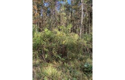Lawyer Lane, Cross, SC 29436