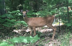 9 Acres CAMP 12 RD, Eagle River, WI 54519
