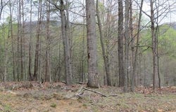 Woodshire Dr lot: 13, Blue Ridge, VA 24064