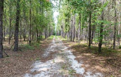 539 SW HERSCHEL CT, Fort White, FL 32038