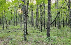 W Bauer Road, Black River Falls, WI 54615