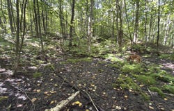 Wilfred King Road, Dannemora, NY 12918
