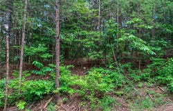 Lot 17 Misty Mountain Trail, Ellijay, GA 30540