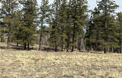 788 Wagon Wheel Road, Hartsel, CO 80449