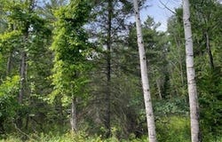 IDLEWILD WOODS Drive, STURGEON BAY, WI 54235