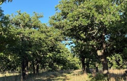 14600 Fm 585 N, Brownwood, TX 76801