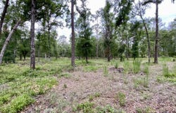 Vacant NE Bellville Road, Pinetta, FL 32350