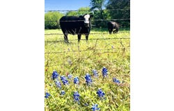 297 & 298 Elkhorn, Kingsland, TX 78639-6105