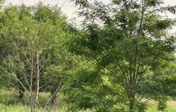 421 E Battle Creek Street, Galesburg, MI 49053