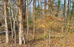 0 Old Lavinia Road, Cedar Grove, TN 38321