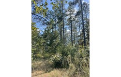 Holly Springs Rd, Foxworth, MS 39483