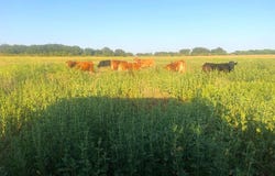 000 Private Road 4145, Cross Plains, TX 76443