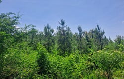 BLANTON Rd, Oakman, AL 35579