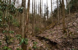0 Highway 15, Slade, KY 40376
