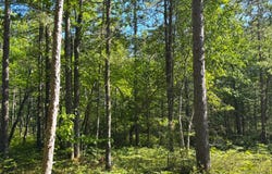 13443 N Robindale Cir, Paradise, MI 49768