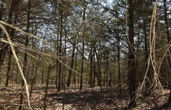 Burk Road, Highlandville, MO 65669