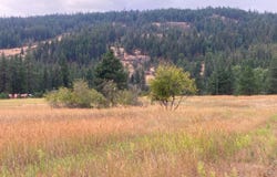 3349 ROCKCUT RD, KETTLE FALLS, WA 99141