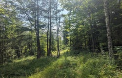 M15 L17 Quincy Woods Road, Anson, ME 04911