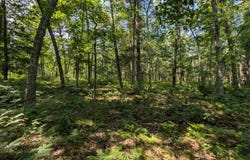 V/L Stark Road, Free Soil, MI 49411