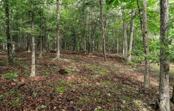 LOT 28 ISLAND RIDGE ROAD, PURGITSVILLE, WV 26852