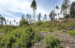 TBD ROCKABYE LN, CURLEW, WA 99118