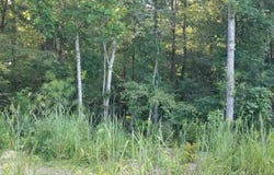 13100 Hwy 174 POPLAR DRIVE, ODENVILLE, AL 35120