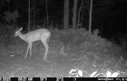 Tbd Osborne Mountain Rd, Raven, VA 24639