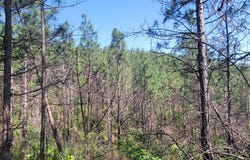0 CR 77, Ashland, AL 36251