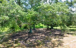 2786 A D Farmer, Good Hope, GA 30641