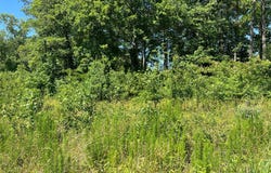 CEDAR Court, HEBRON, MD 21830