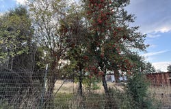 603 TAMARACK St, Wallowa, OR 97885