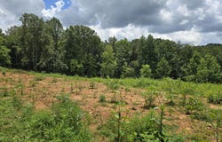 260 Wells Rd, Powell, TN 37849