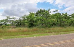 000 36 Acres Rice Road, Taylor, AL 36301