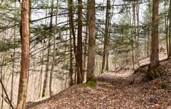 1897 Laurel Creek Rd, Road, Vanceburg, KY 41179