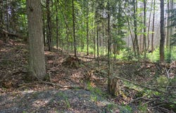 On NORTH WINDS LN, Phelps, WI 54554