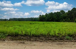 TBD LOT 2 Tansy Rd., Loris, SC 29569