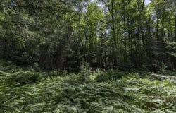 54 Acres CTH B, Presque Isle, WI 54557
