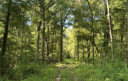 0 Merrrill Salem Road, Mclain, MS 39456