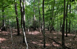 3.52 Ac Payne, Blairsville, GA 30512