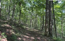 796 Goat Mountain Road, Zionville, NC 28698
