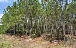 0 (lot 6) Corbitt Road, Manor, GA 31550