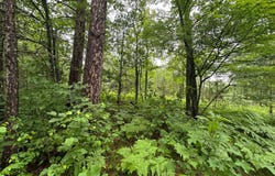 Lot 18 DADS LAKE RD, Eagle River, WI 54521