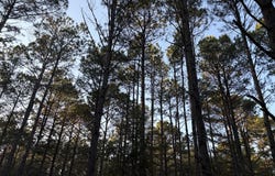 FM 250, Hughes Springs, TX 75568