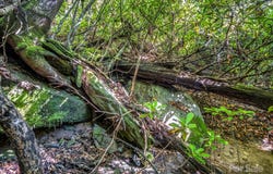 Climbing Road, Hendersonville, NC 28792